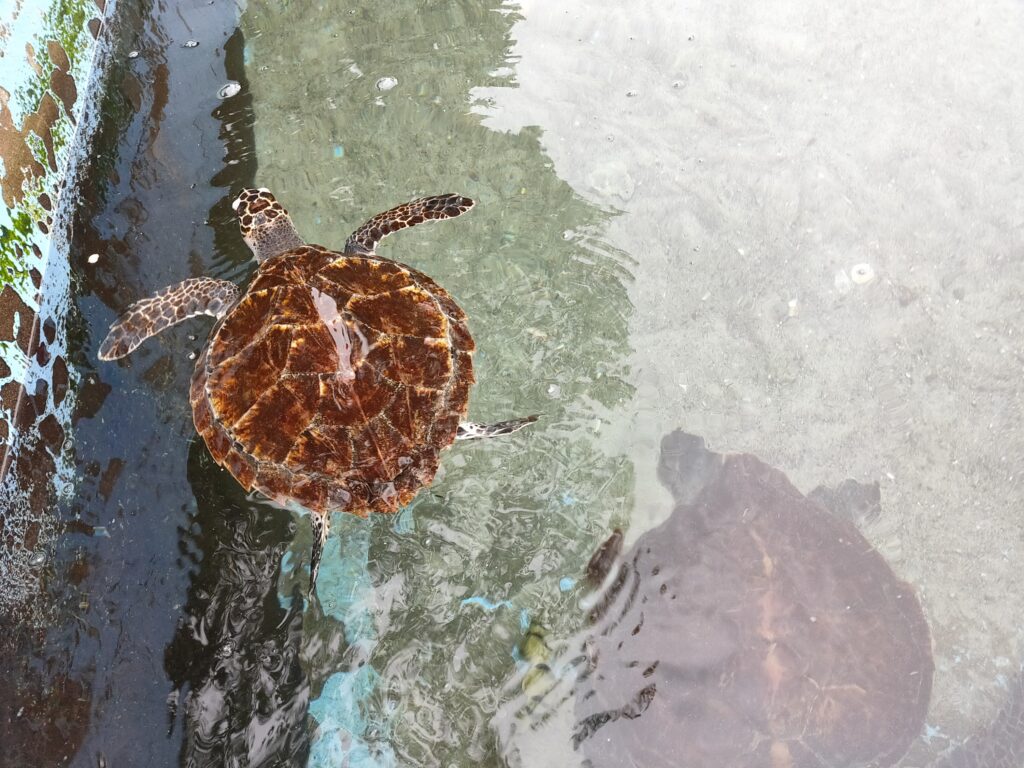 黒島研究所　ウミガメ