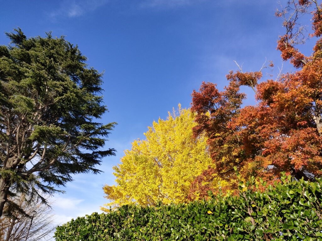 紅葉が綺麗な公園　辰巳中央公園