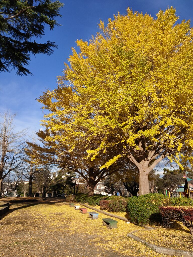 子連れで紅葉おすすめ公園